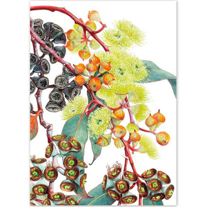 Eucalyptus Lemon Flowered Mallee - A6 Greeting Card by Philippa Nikulinsky