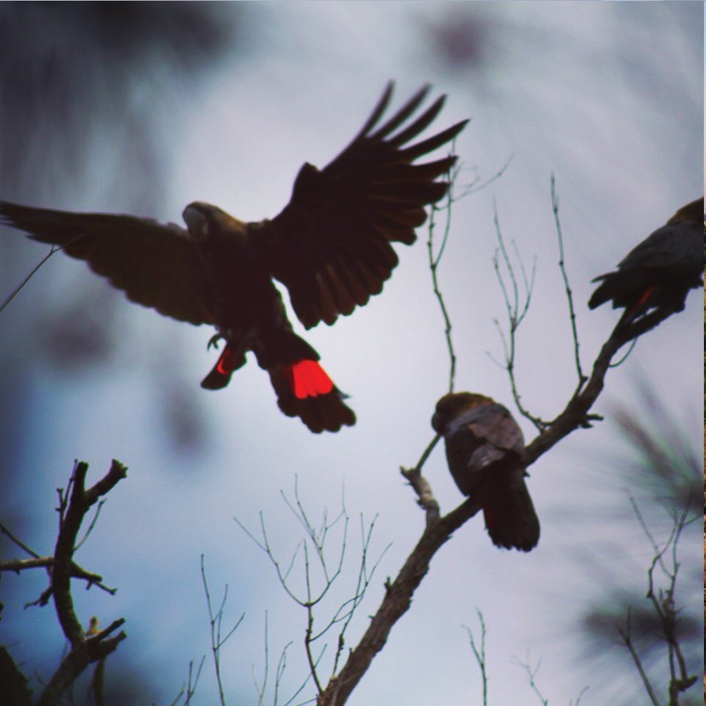 Bundjalung names for local birds