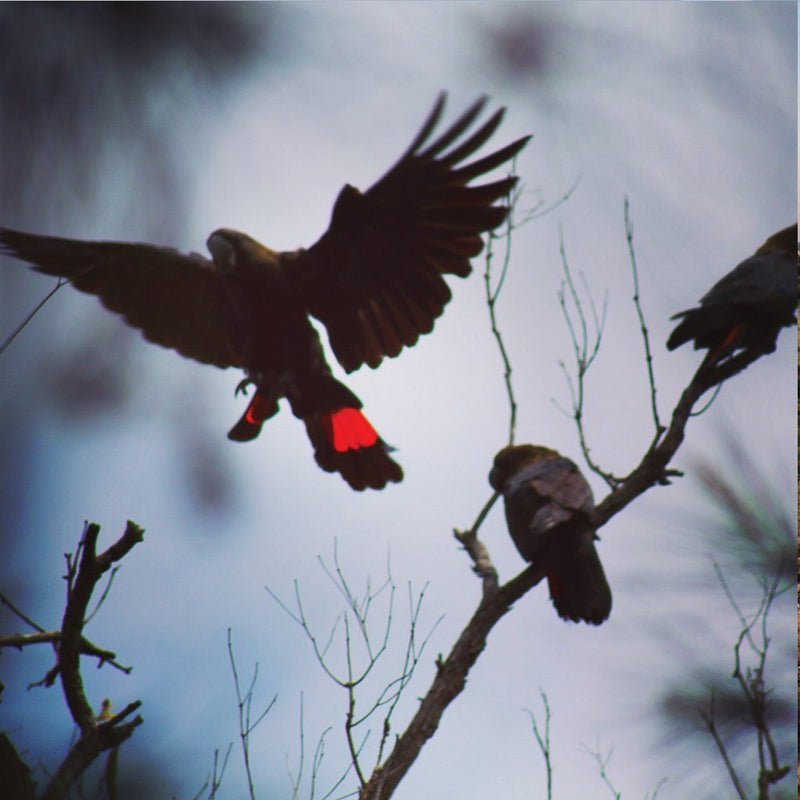 Bundjalung names for local birds