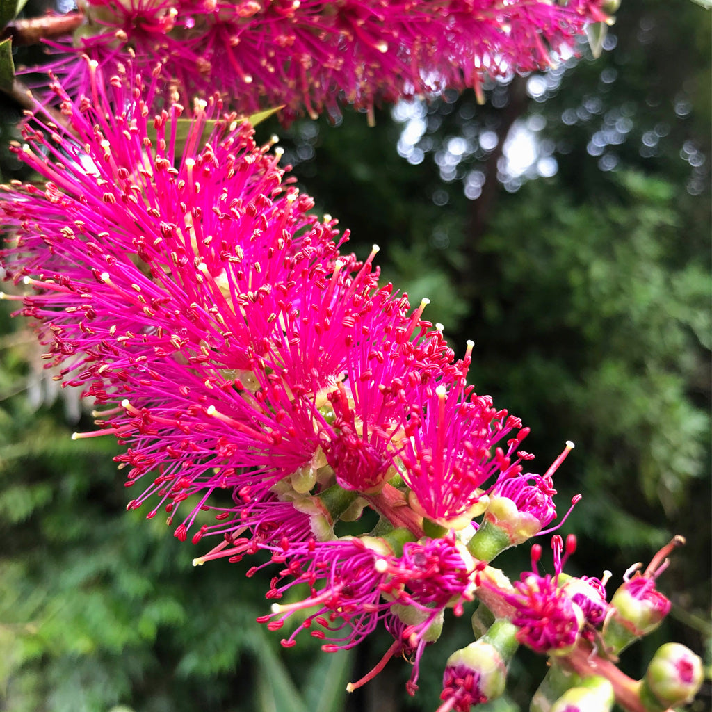 edible bottlebrush flower 