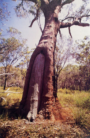 Gumma Garra – Scarred Tree