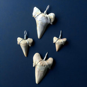 Fossil Shark Tooth Pendant