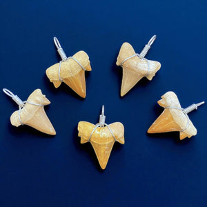 Fossil Shark Tooth Pendant