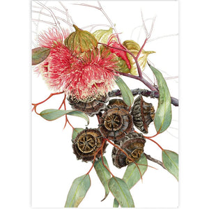 Eucalyptus Youngiana Large Fruited Mallee - A6 Greeting Card by Philippa Nikulinsky