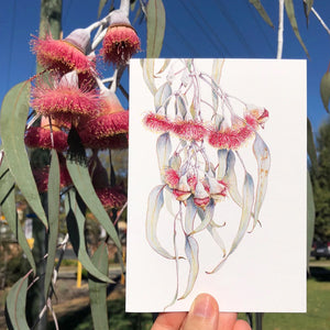 Eucalyptus Silver Princess - A6 Greeting Card by Philippa Nikulinsky