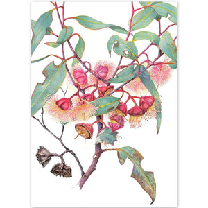 Eucalyptus Thick Leaved Mallee - A6 Greeting Card by Philippa Nikulinsky