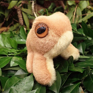 Soft Toy - William Wotjulum Frog - Made In Australia