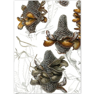 Firewood Banksia - A6 Greeting Card by Philippa Nikulinsky