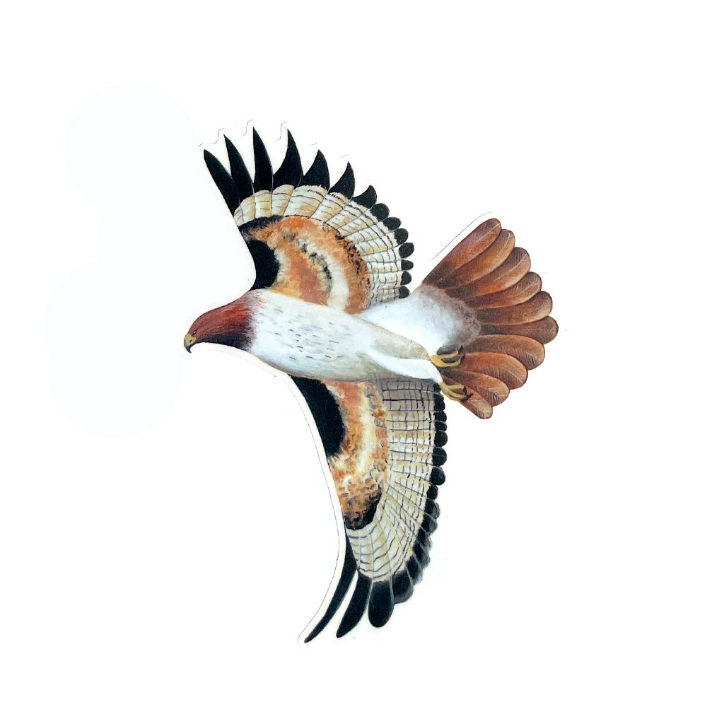 Hawk Sticker - Planet Corroboree