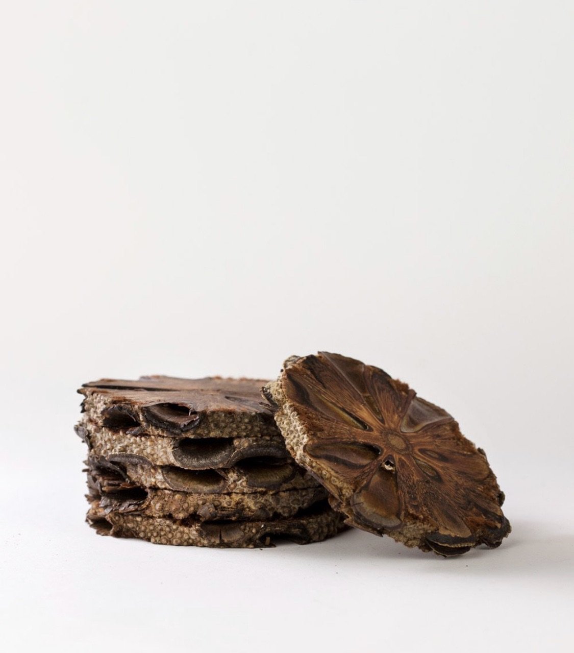 Single Banksia Coaster