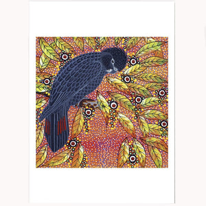 Medium Print - Red Tailed Black Cockatoo by Oral Roberts        320 x 230 mm