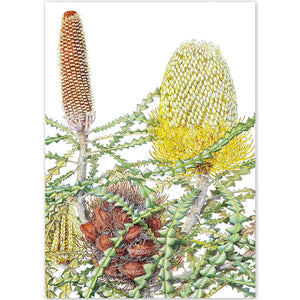 Snowy Banksia A6 Greeting Card by Philippa Nikulinsky